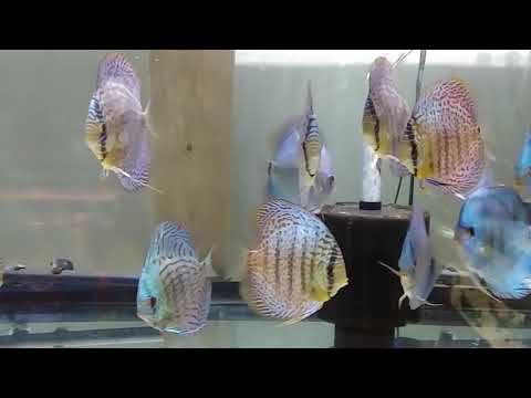Piwowarski Discus Growth Update.