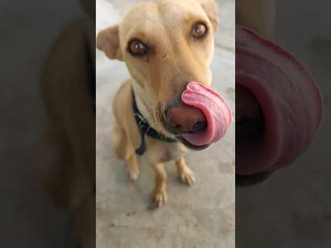 NOT THE SMARTEST DOGS doing DUMB THINGS - LAUGH at FUNNY DOGS | Cutest Puppies & Dogs Compilation