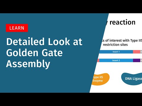 A Detailed Look at Golden Gate Assembly