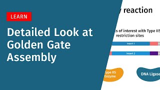 How Golden Gate Assembly Works | Type IIS Cloning Explained