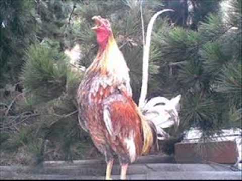 FG  Soy El Propio Cantaclaro - Armando Martìnez