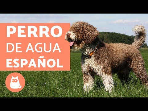 , title : 'PERRO DE AGUAS ESPAÑOL - Características, carácter y cuidados'