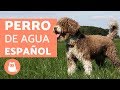 View 24 Perro De Aguas Español Negro