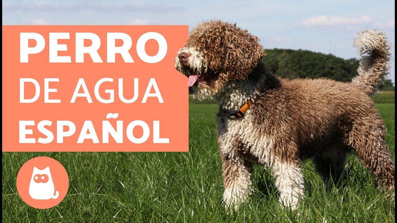 PERRO DE AGUAS ESPAÑOL - Características, carácter y cuidados