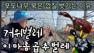 포도나무 껍질 벗긴 후 토양살충제 뿌리는 이유 Reasons to spray soil pesticide af…