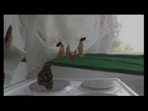 Ein Distelfalter schlüpft