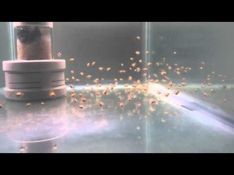 Why NOT TO Use a Rocket Filter for Angelfish or Discus or ANY Fry Fish Tank