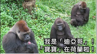 Re: [新聞]  動物園猩猩突「忘情口交」爽到狂抖