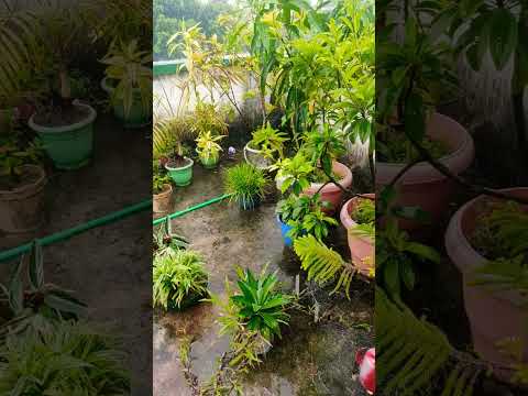 may Teri garden barish Ka mausam