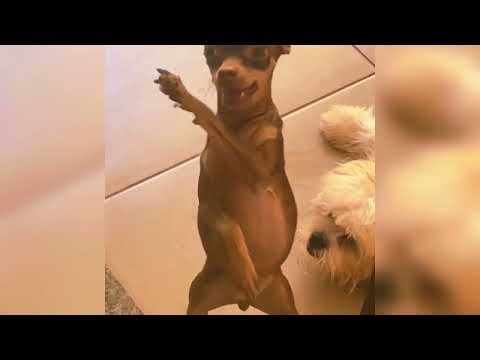 BEAT STEREO² 📦🌎🍁- DJ JEEH FDC E DJ DOUGLINHAS FUNK SPEED UP FUNK TIKTOK SPEED UP FUNK TIKTOK RJ