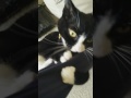 Cat Attacking My Arm