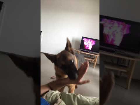 Tussle. Argument goes on. Jimmy the German Shepherd.