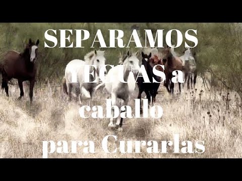 🏅CUIDAMOS de Nuestras YEGUAS, ¡¡¡OJO!!! Vienen como balas