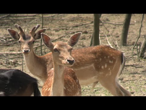 Bajkoviti ranč obitelji Popović - Zlatno klasje #311