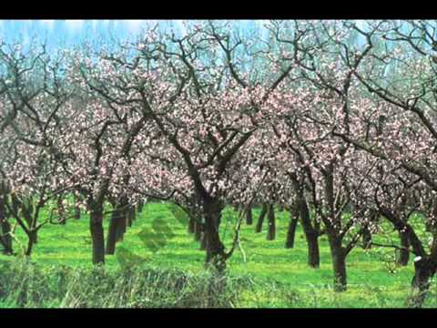 Inouk- Cherry Orchard