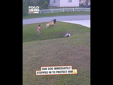 German shepherd saves boy from vicious dog 😳😱