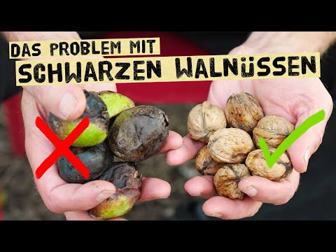 Can black walnuts still be saved - what you can do against the walnut fruit fly