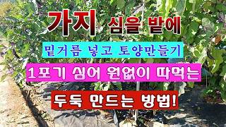 [텃밭농부 2,217]  1포기 심어 싫컷 따 먹을 수 있는 가지 심을 밭에 밑거름 넣고 두둑 만드는 방법!…
