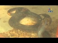 Cobra snake used to stage ‘witchcraft’ presented as evidence
