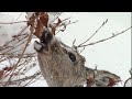 White Tailed Deer Eating Leaves In A Snowstorm