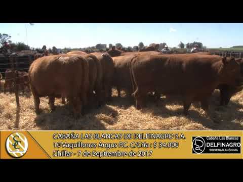 07-09-17 Venta de Vaq Angus P.C. C/Cría - Cabaña Las Blancas de Delfinagro S.A. - Chillar