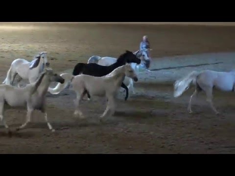 Liberty with 10 horses - Sylvia Zerbini - Night of the Horse 2016 - Del Mar National Horse Show