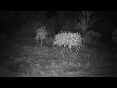 Djuma: Two Black-backed Jackals and then a lone Hyena shows up - 03:38 - 06/07/21