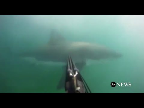 Great White Shark Attack [GoPro Footage]