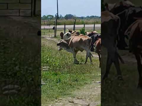 Finca. #apure #caballos #barinas #coleo #obispos #musica #horse #novilhas #venezuela