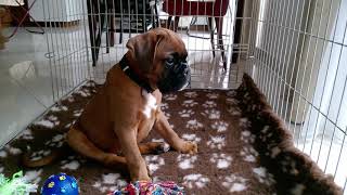 8 weeks old boxer puppy first barking