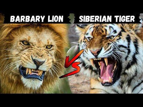 Barbary lion vs Siberian tiger Who Would Win