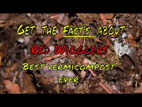 The facts about red wigglers composting worms