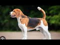 Dog Mating Video