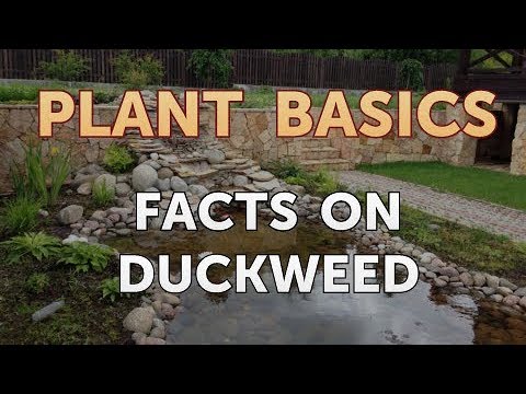 How to Dry an Overwatered Plant