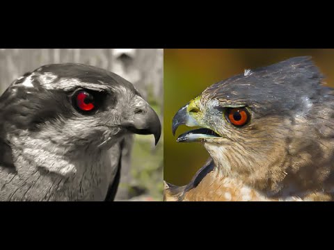 Falconry: Goshawk vs Coopers Hawk