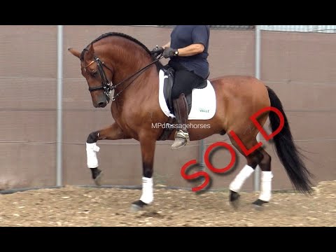 **SOLD** Advanced Andalusian PRE Gelding 2013 | #MP345
