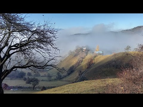 Holbav, Magura Codlei, Paltin cu bicicleta