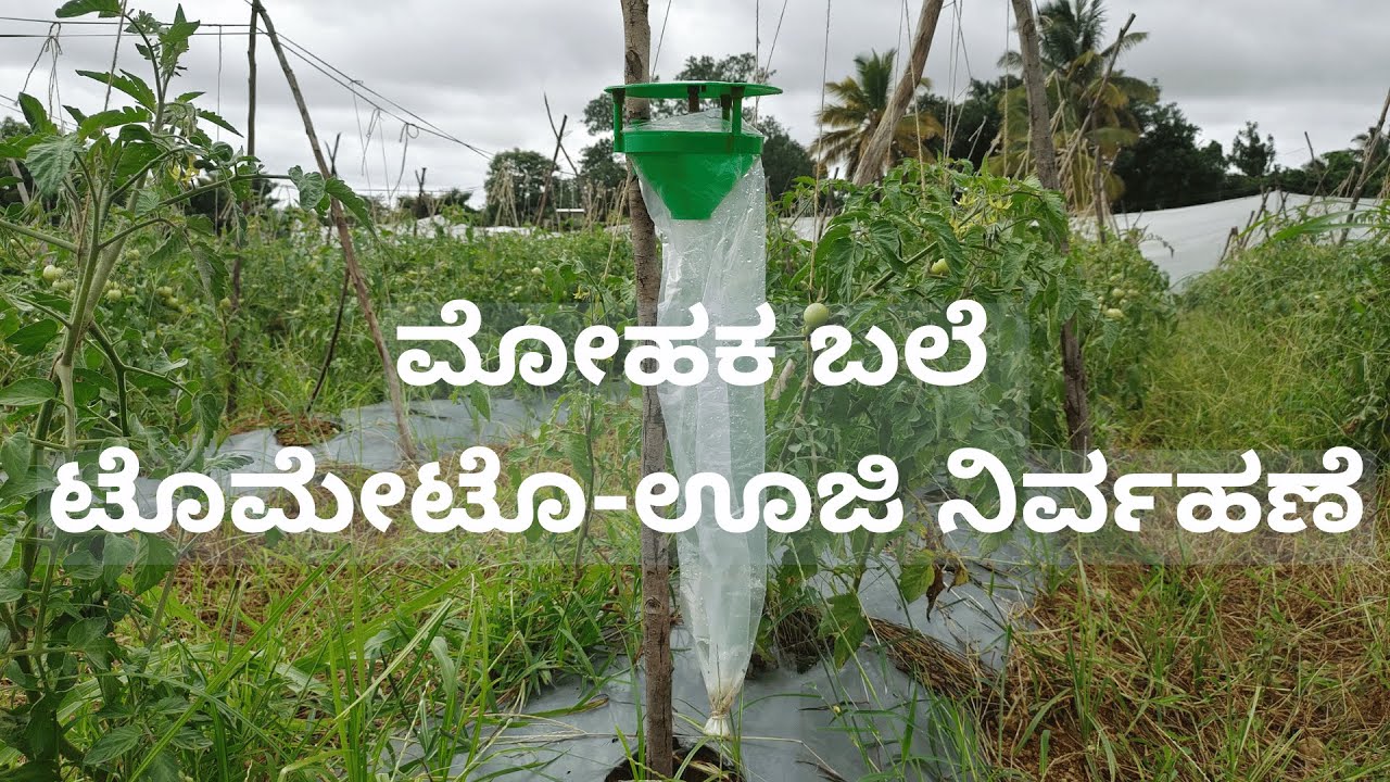 ಸರಳ ಮತ್ತು ಕಡಿಮೆ ವೆಚ್ಚದ ಟೊಮೇಟೊ ಊಜಿ ನಿರ್ವಹಣೆ | Tomato Leaf Miner | Organic Farming - ಸಾವಯವ ಕೃಷಿ