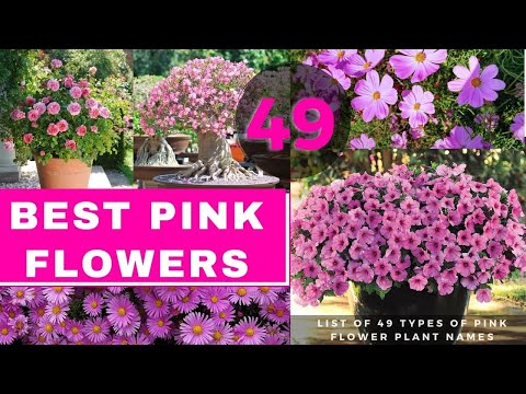 image-What is a pink stock flower?
