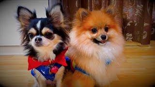 Super dog are ready!!!! We will save the world and you all will be saved  l Captain Quint's Family