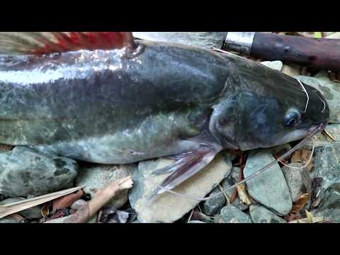 Find and meet large fish along the flow of water for food - Cooking large fish, eat delicious #31 Video