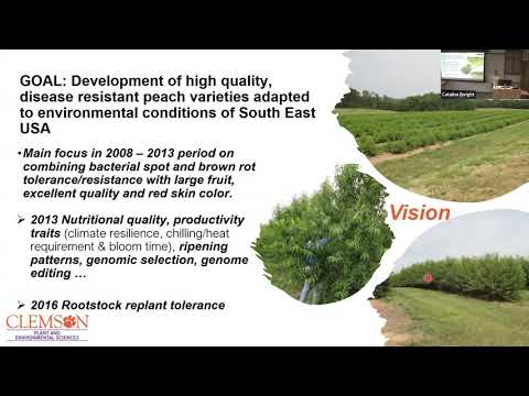 Ksenija Gasic: Starting from scratch: Peach breeding at Clemson University