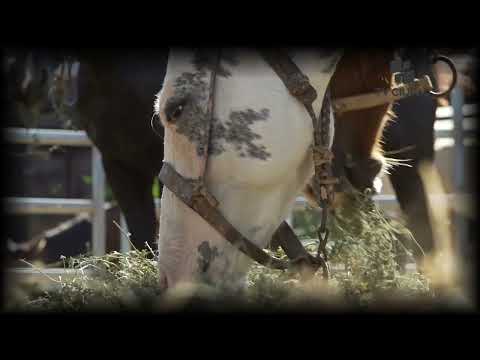 La Criolla por TV Ciudad - Potrillos