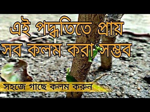 এখন জবা গাছে কলম করুন আরও সহজ পদ্ধতিতে। Video