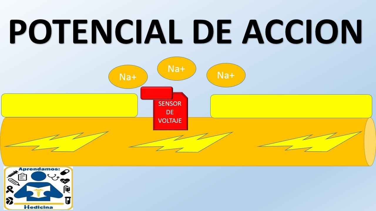 POTENCIAL DE ACCION