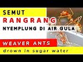 Penyebab SEMUT RANGRANG Jatuh Ke Air Gula Why Do WEAVER ANTS Drown In Sugar Water