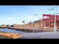 NYC Seagulls Ignore ENTIRE Box Of PIZZA