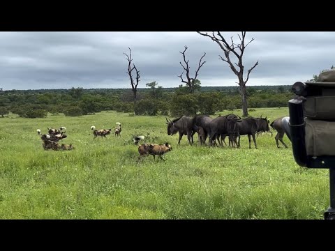wildebeest circle around to protect their calf against wild dogs attack video 