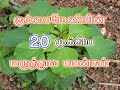 குப்பைமேனியின் 20 முக்கிய மருத்துவ பய�