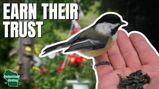 How To Make Friends With Your Backyard Birds!